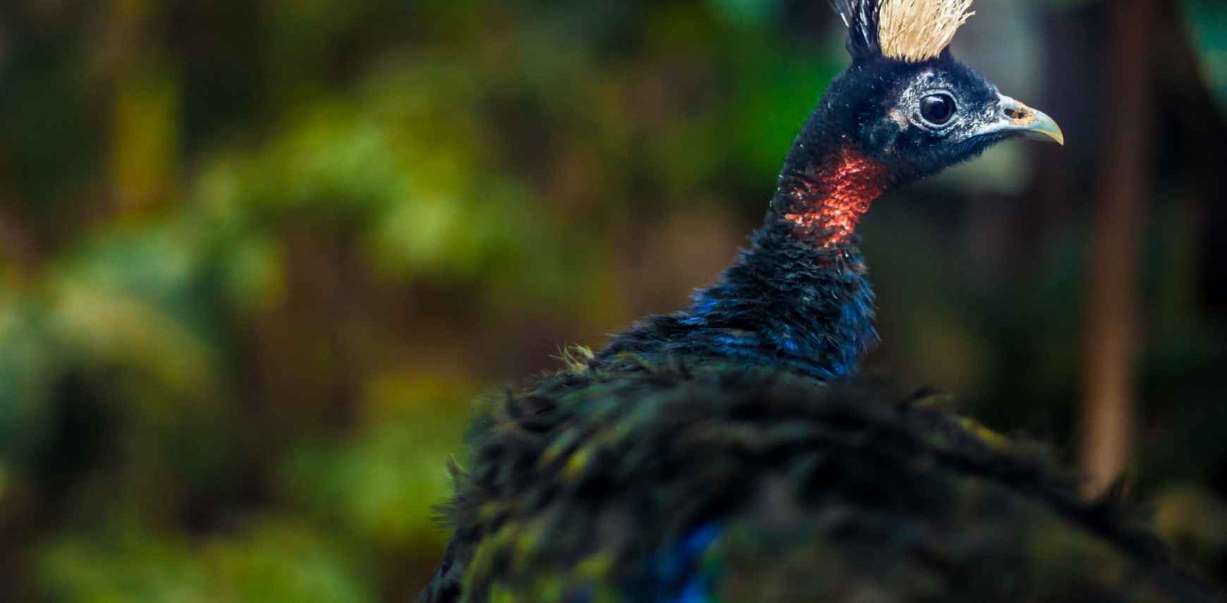 Congo peafowl