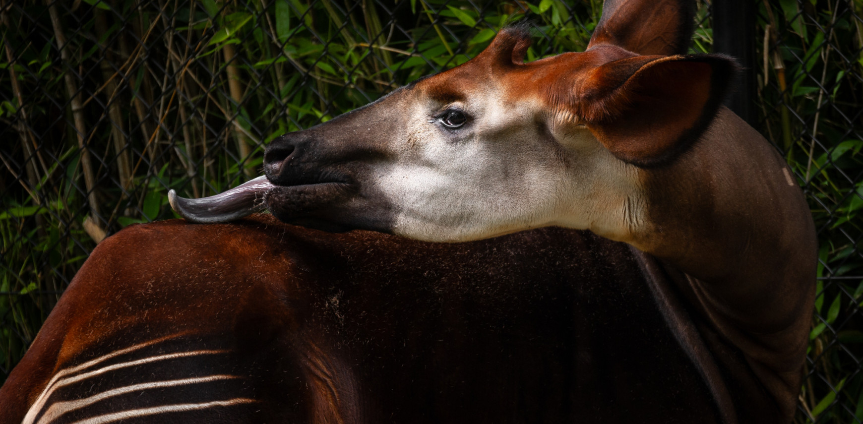 World Okapi Day 2025: ZOO Antwerpen verkent nieuw beschermingsgebied voor okapi’s in Congo