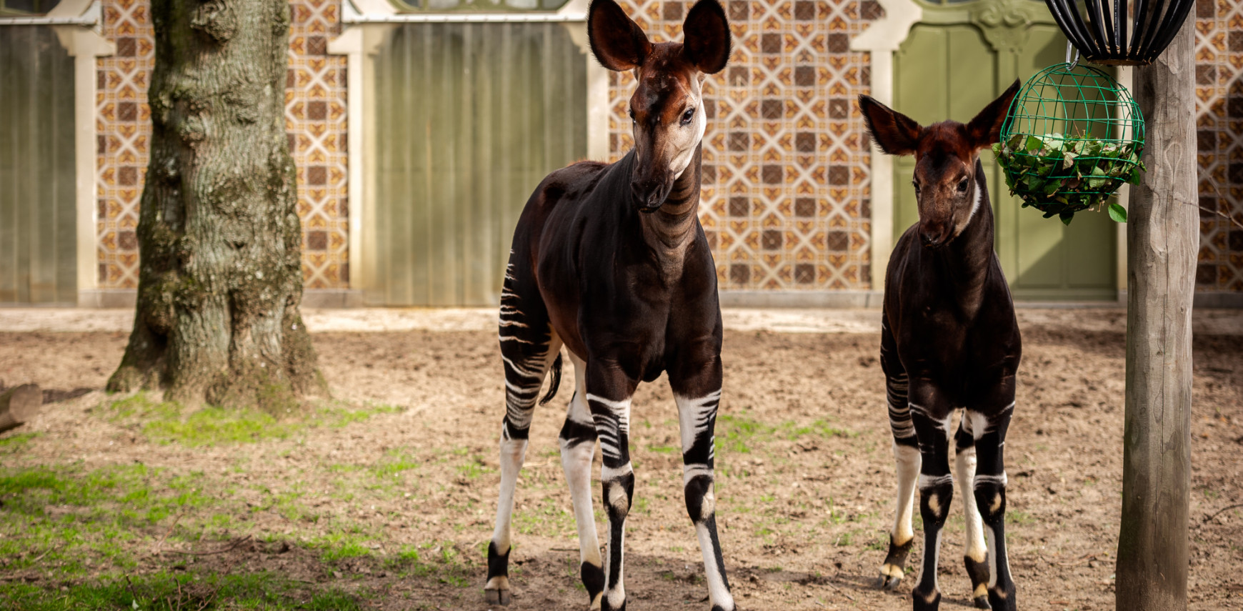 Wereldprimeur in ZOO Antwerpen: nooit eerder uitgevoerde knieoperatie geeft okapi een kans op een toekomst zonder pijn