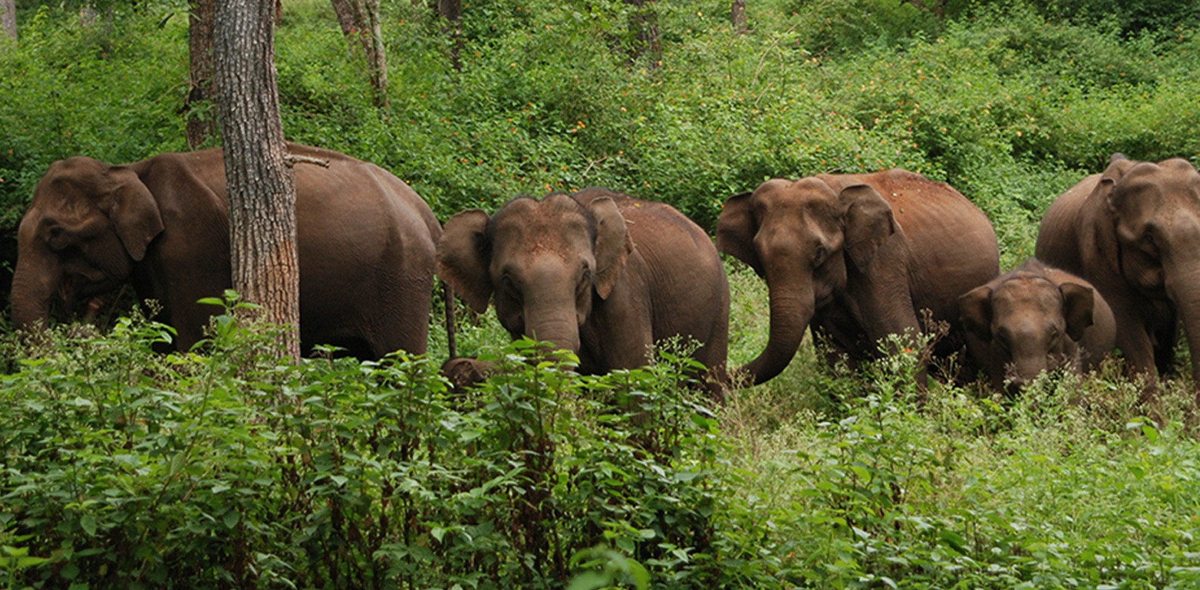 Corridors in Kerala