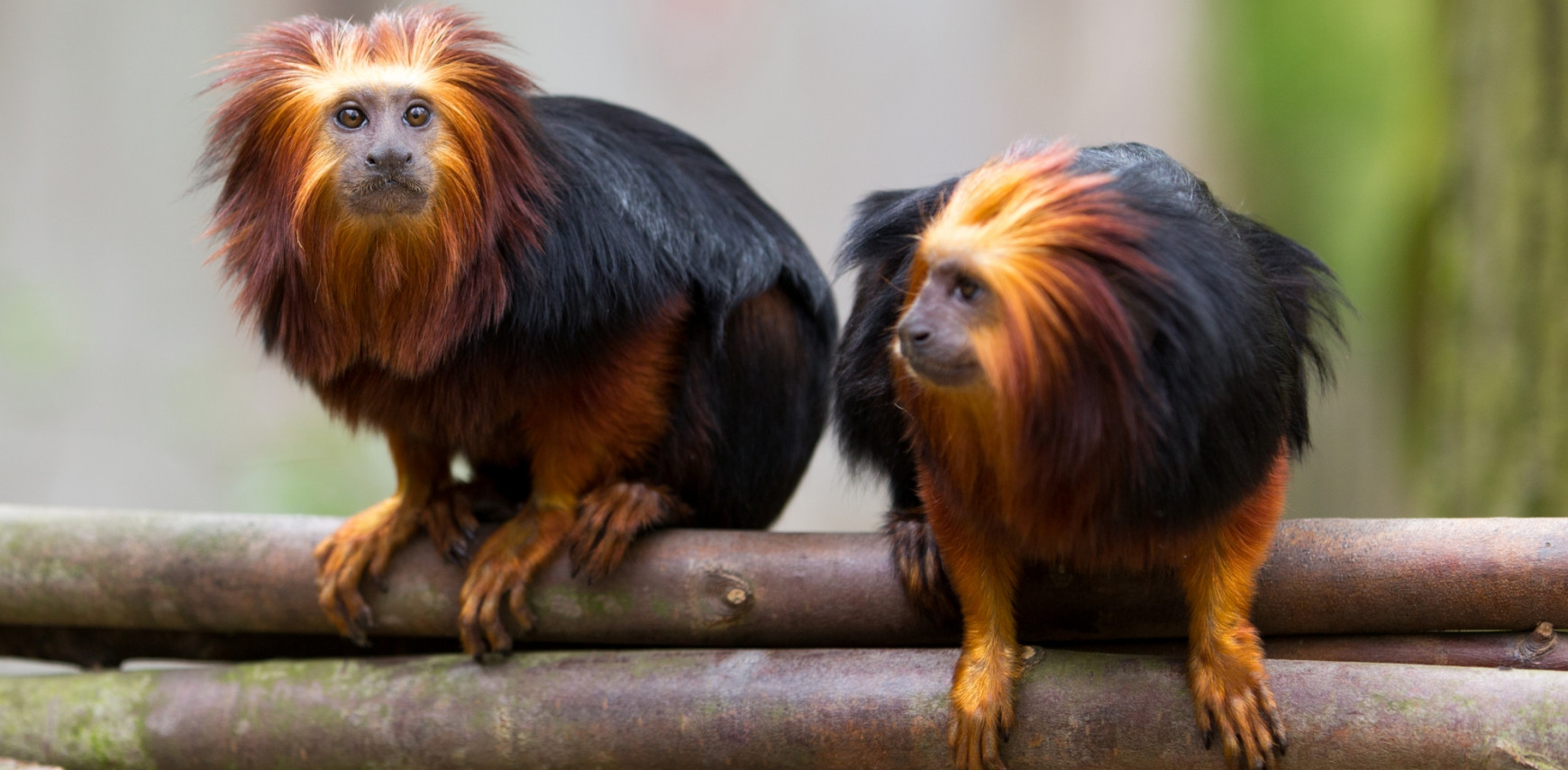 Golden-headed lion tamarin 