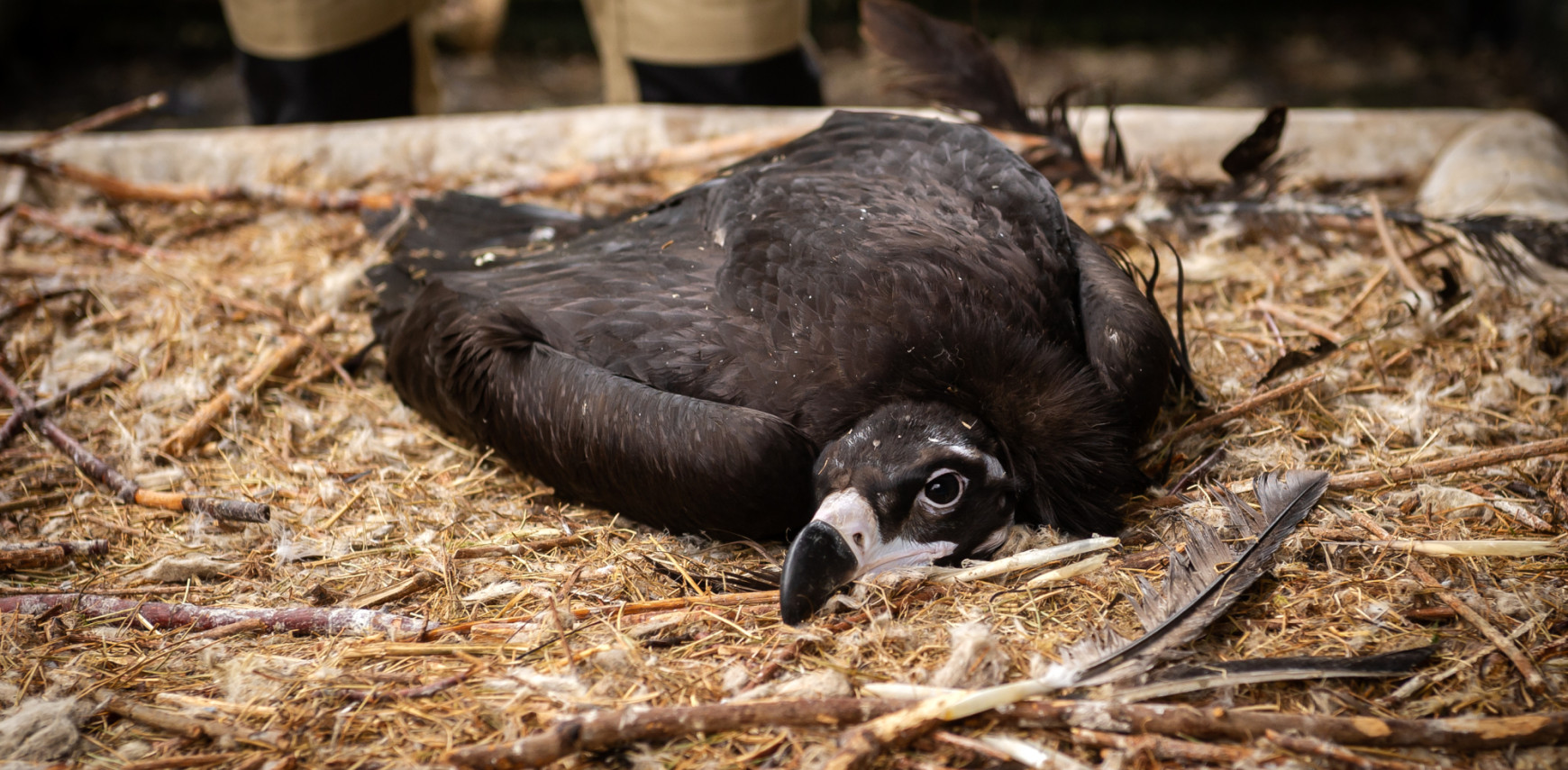 ZOO Planckendael zet opnieuw monniksgieren uit in de natuur 