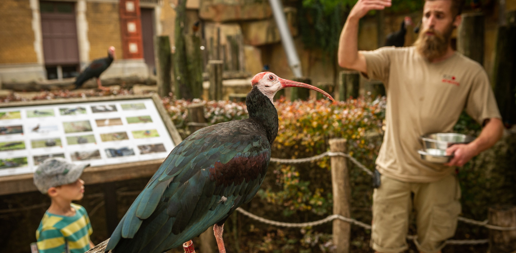 De volière die luistert: recalltraining brengt vogels in ZOO Antwerpen dichterbij dan ooit