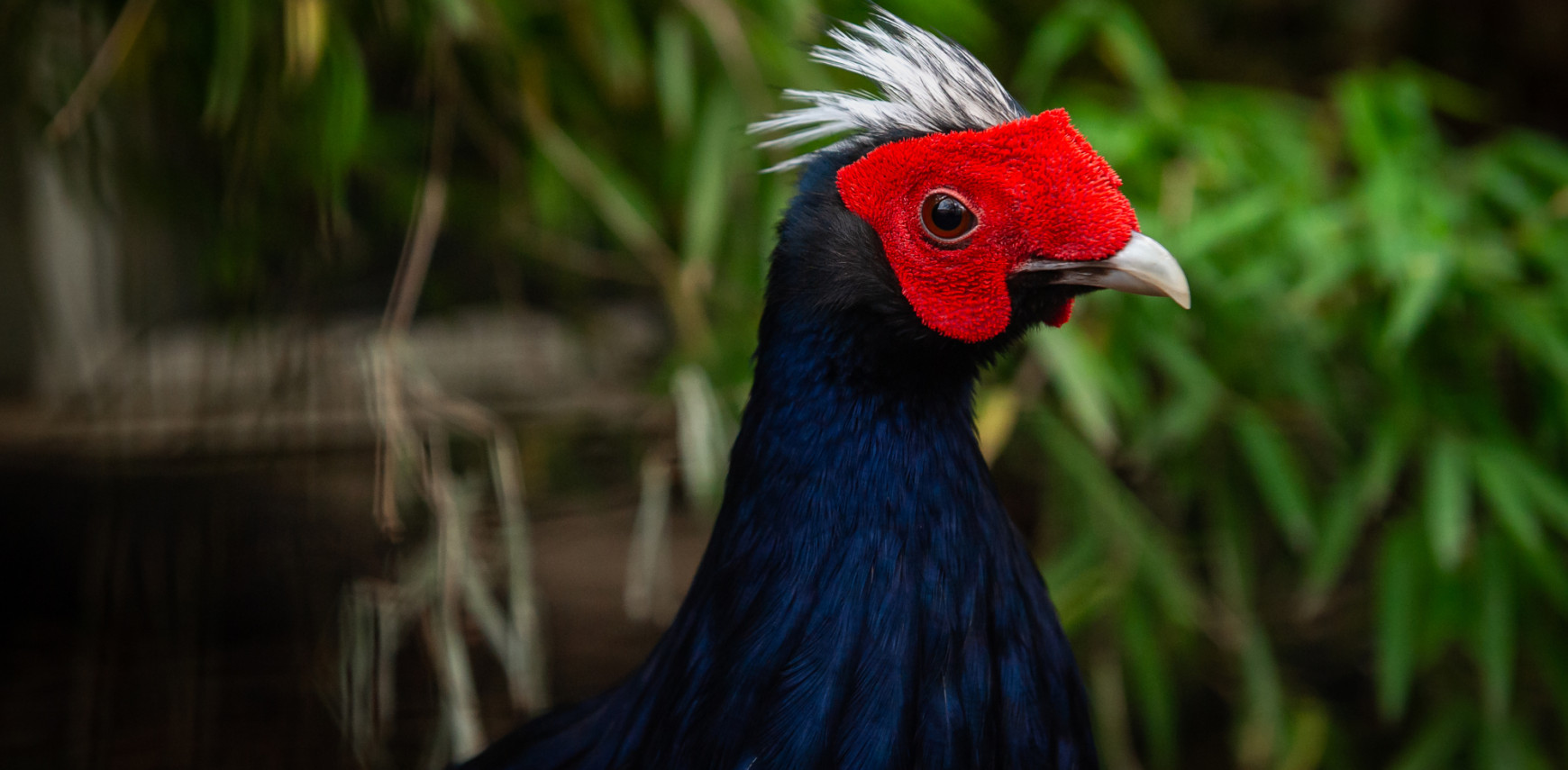 ZOO Antwerpen brengt uitgestorven vietnamfazant terug naar de natuur