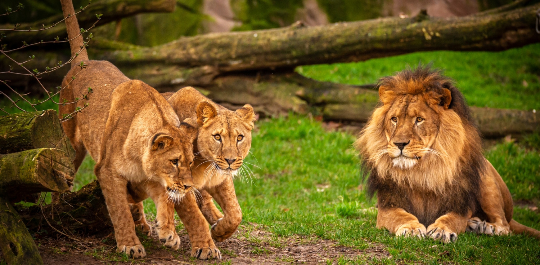 Opluchting in ZOO Antwerpen en ZOO Planckendael: zoogdieren testen negatief op COVID-19 