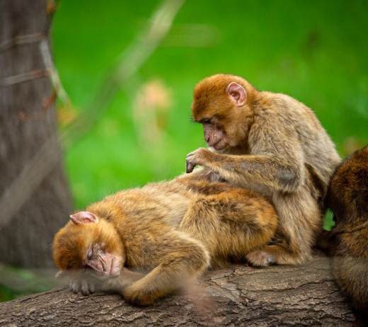 Blije berberapen op Werelddierendag: opgevangen berberapen vertonen weer natuurlijk gedrag in ZOO Planckendael  