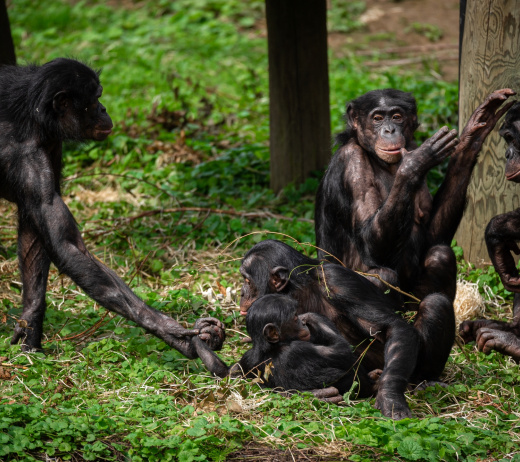 ZOO Planckendael onderzoekt emoties en samenwerking bij bonobo’s