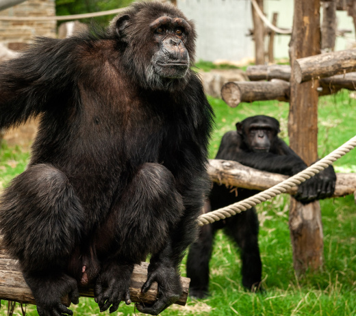 Chimpansees doen aan politiek en smeden cruciale coalities: “Het is uiterst belangrijk dat ze aan hun onderlinge relaties werken”