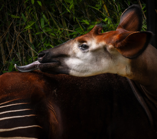 World Okapi Day 2025: ZOO Antwerpen verkent nieuw beschermingsgebied voor okapi’s in Congo