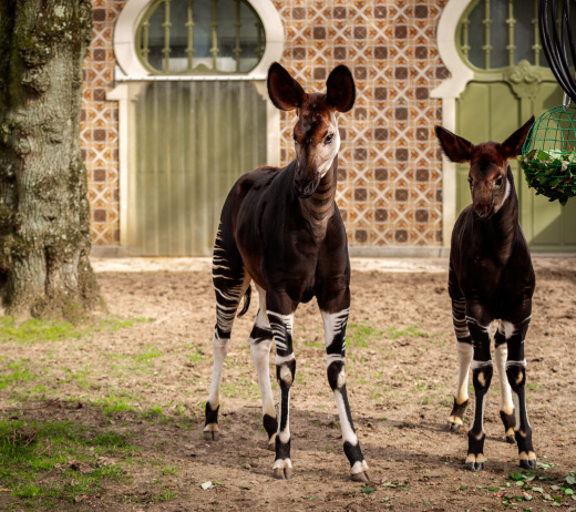 Wereldprimeur in ZOO Antwerpen: nooit eerder uitgevoerde knieoperatie geeft okapi een kans op een toekomst zonder pijn