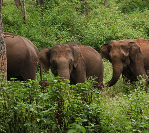 Corridors in Kerala