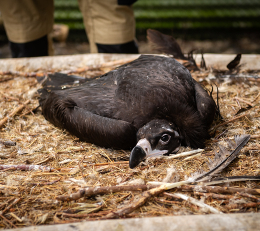 ZOO Planckendael zet opnieuw monniksgieren uit in de natuur 