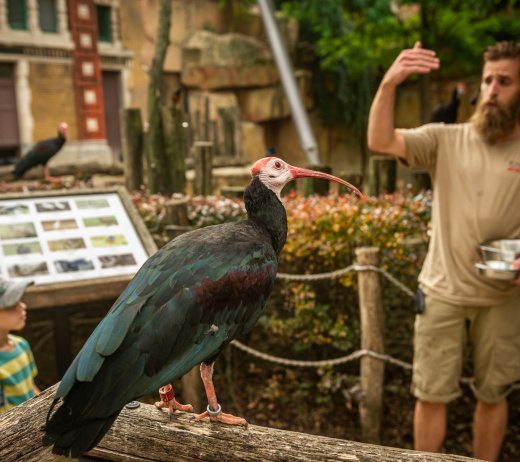 De volière die luistert: recalltraining brengt vogels in ZOO Antwerpen dichterbij dan ooit