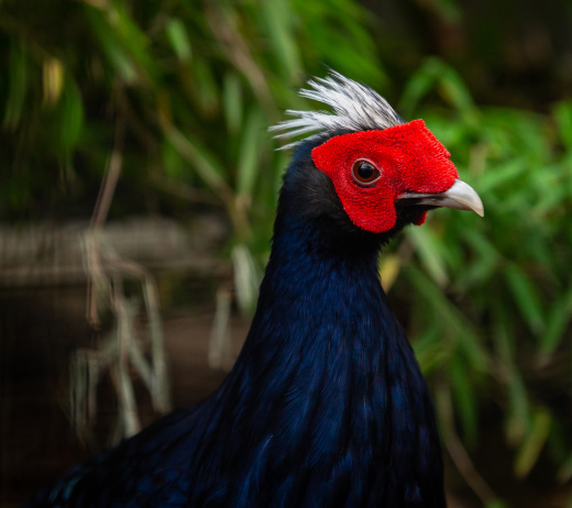 ZOO Antwerpen brengt uitgestorven vietnamfazant terug naar de natuur