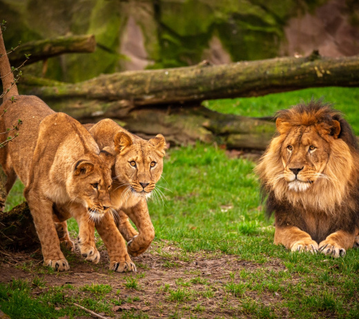 Opluchting in ZOO Antwerpen en ZOO Planckendael: zoogdieren testen negatief op COVID-19 