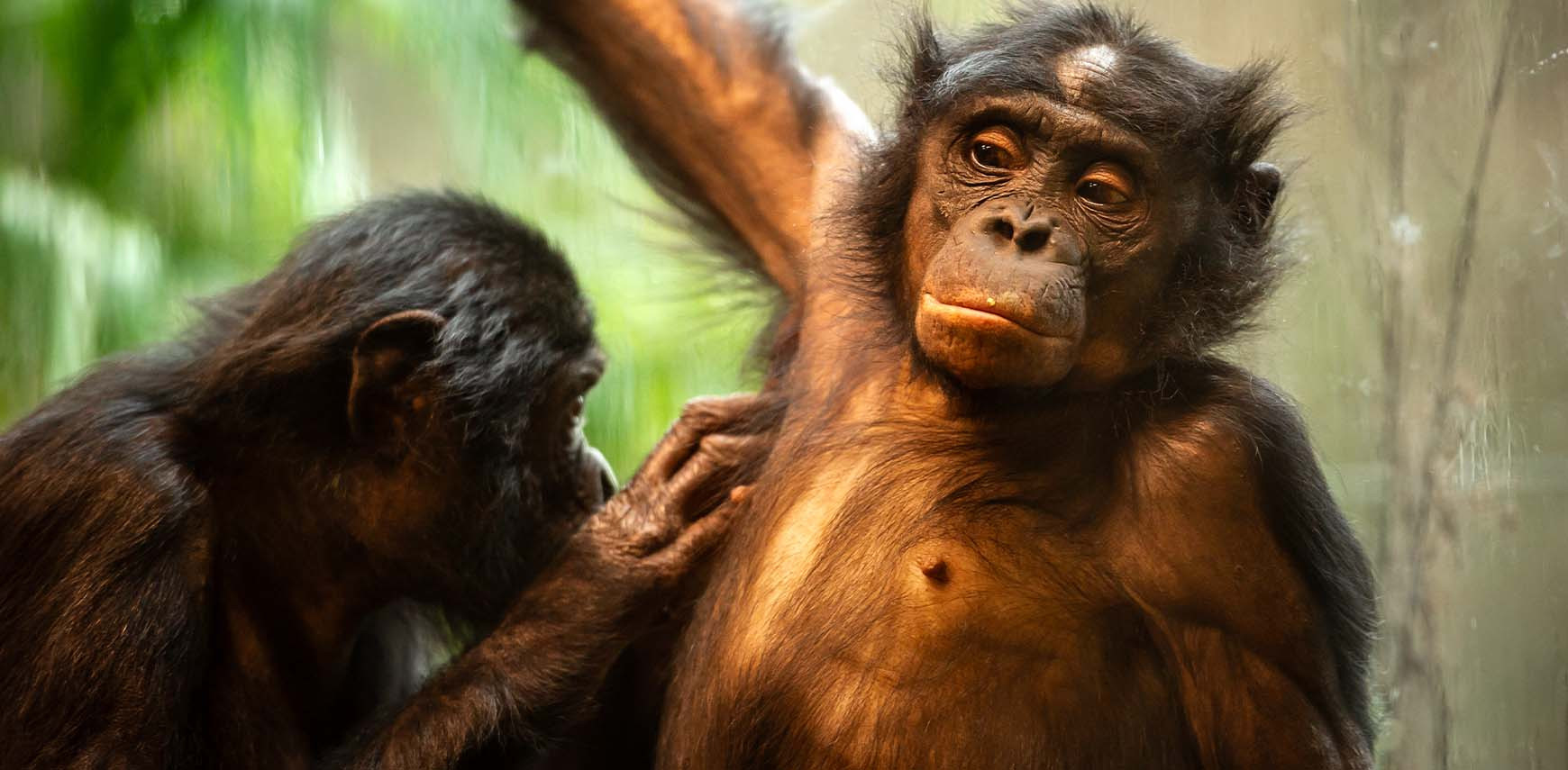 Bonobos and Their Emotions