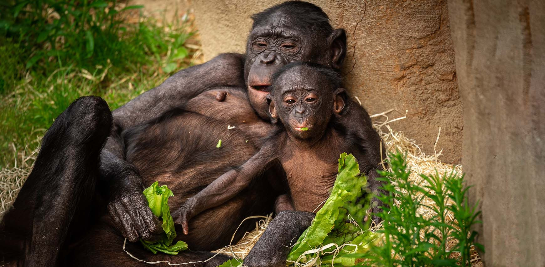 Binnenkijken bij de dierenkeuken: voedingszorg voor een gezond dierenleven