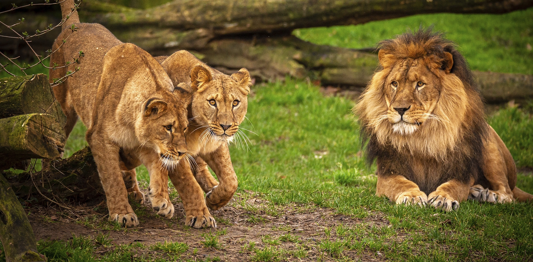 Covidonderzoek bij ZOOgdieren