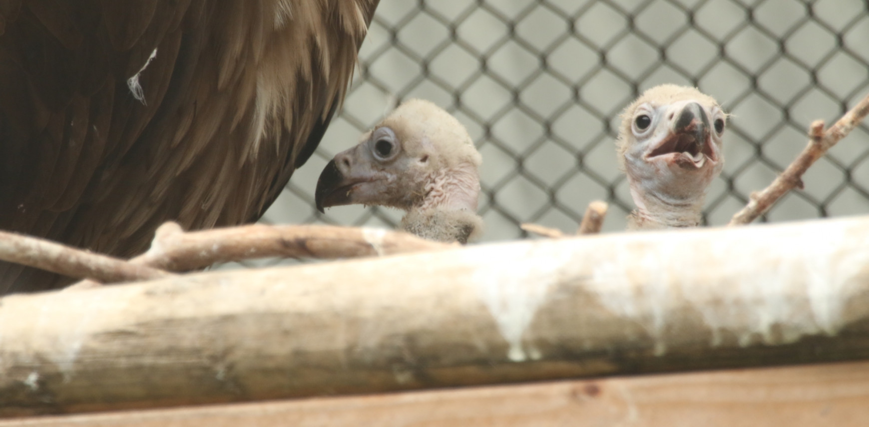 Fantastic four black vultures 