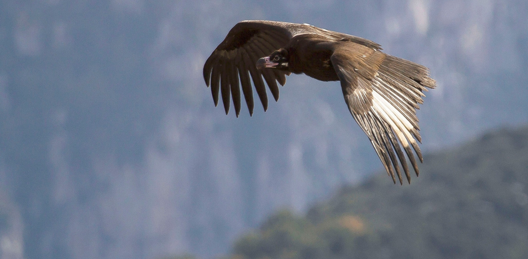 Vultures… Making a comeback 