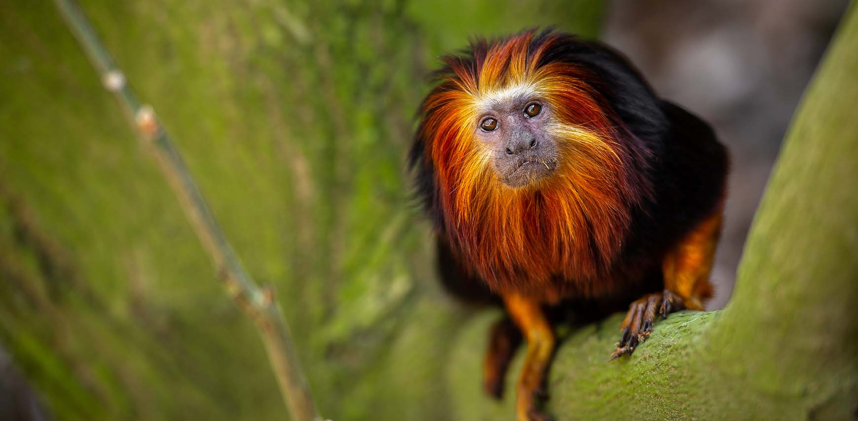 How chocolate can save the golden-headed lion tamarins