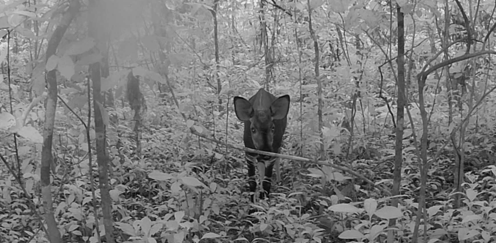 World Okapi Day 2025: In Search of New Conservation Prospects in Congo