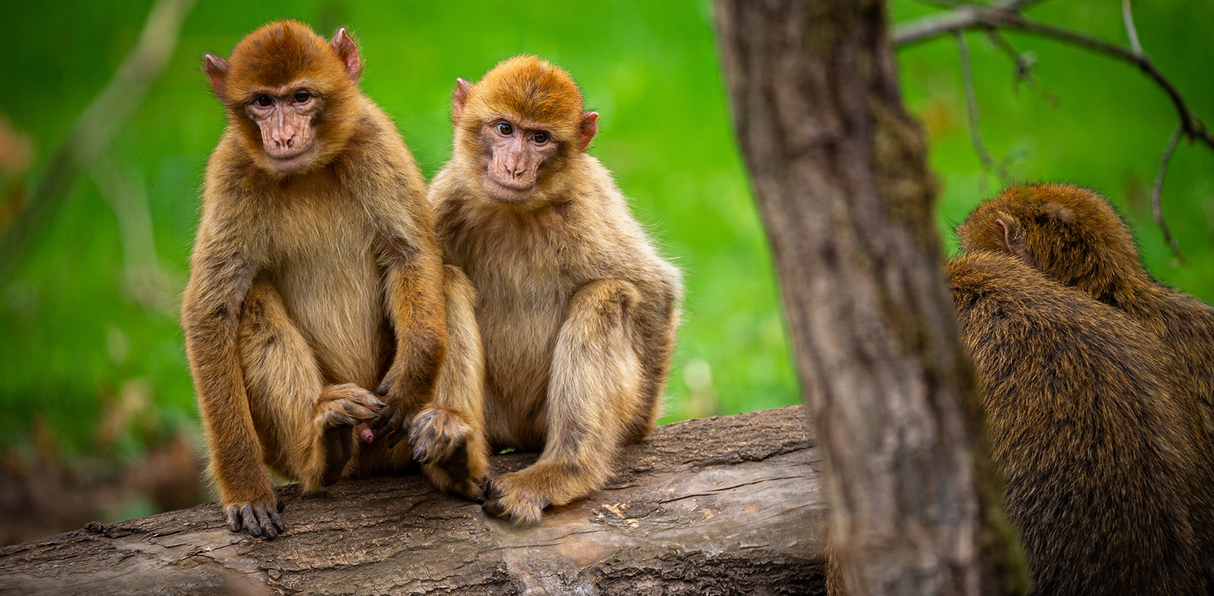 HAPPY BARBARY MACAQUES