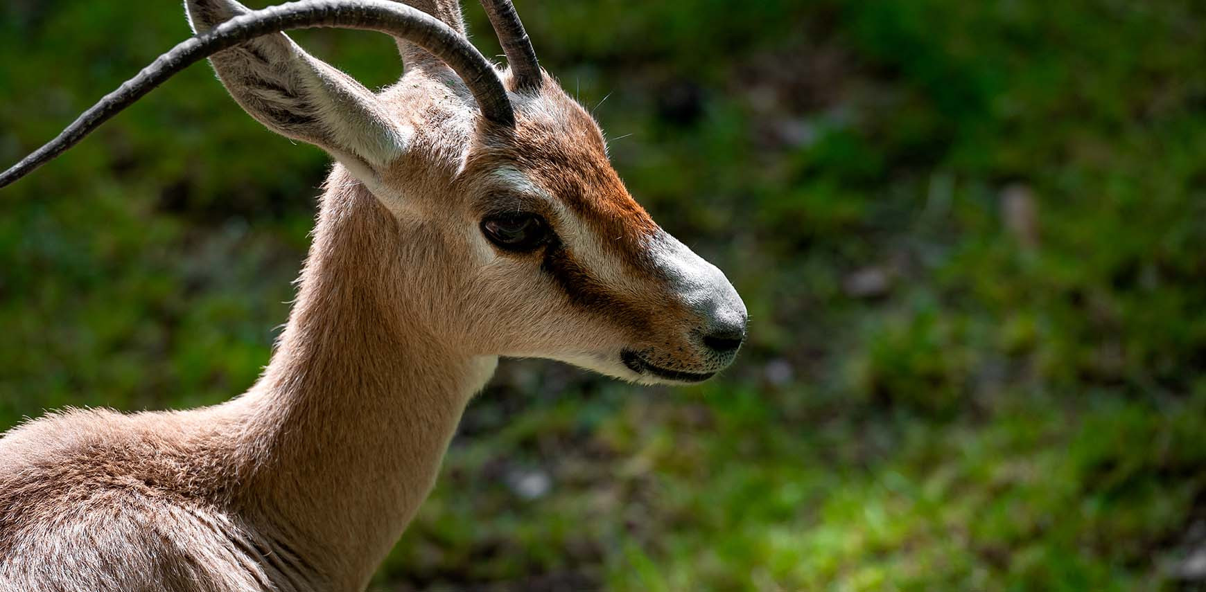 Planckendael ZOO Helps Save Endangered Slender-Horned Gazelles in Tunisia 