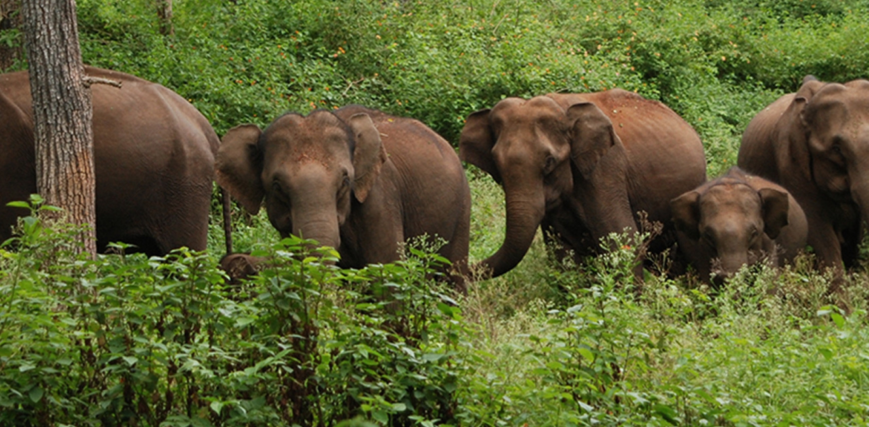 Corridors in Kerala