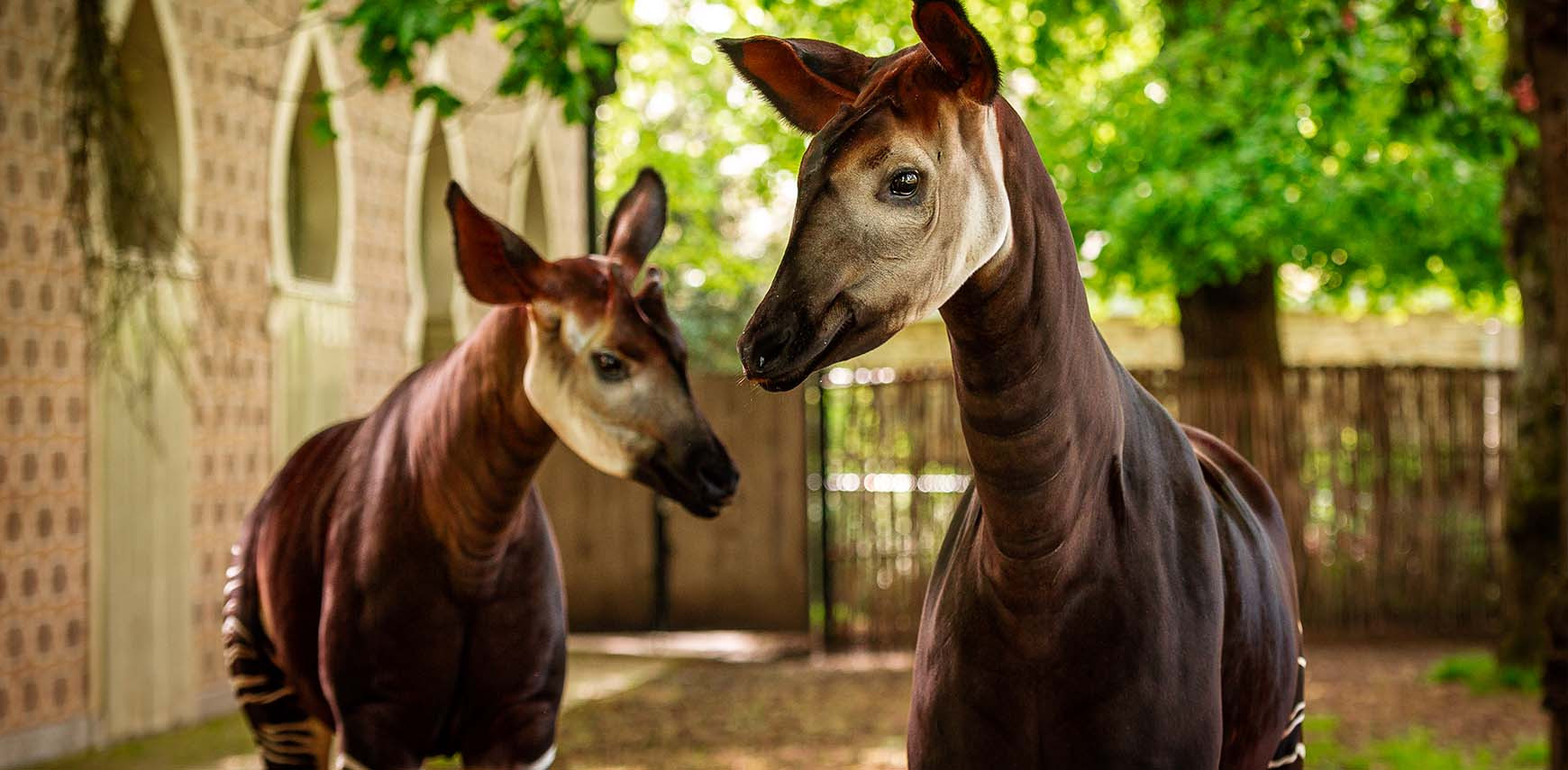 Streepje voor: poster over okapi’s valt in de prijzen