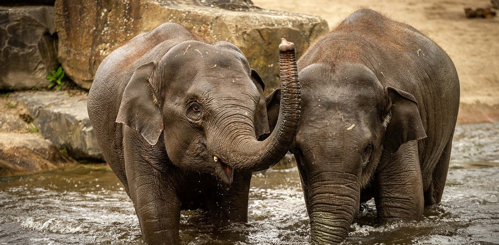 Hope for Elephant Calves: A Promising Vaccine Against Herpes 