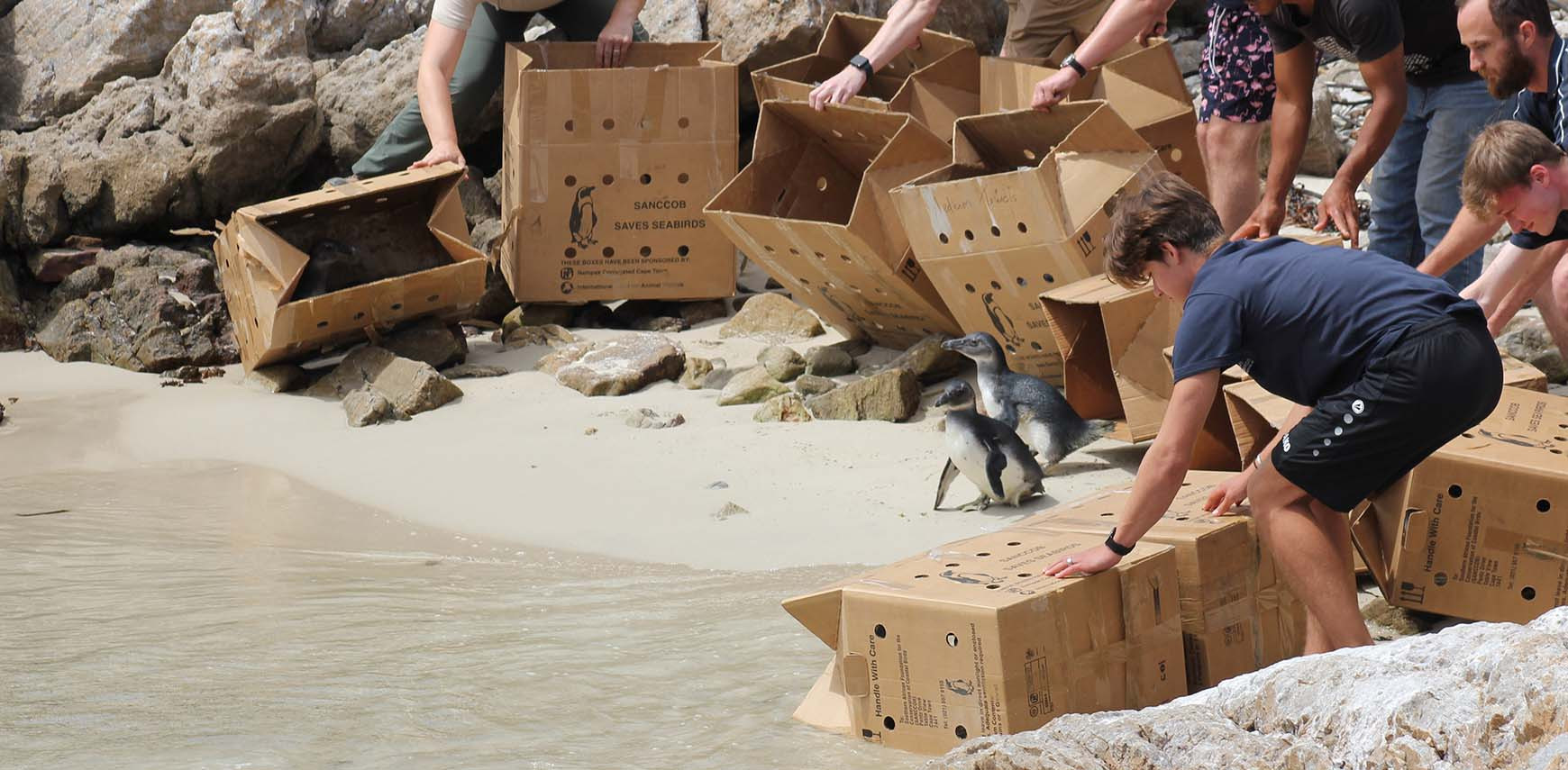 Pinguïns weer vrije vogels in Kaapstad