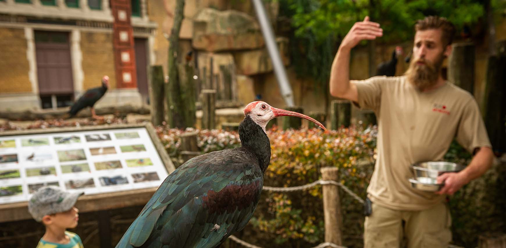 An aviary that listens: recall training is huge success