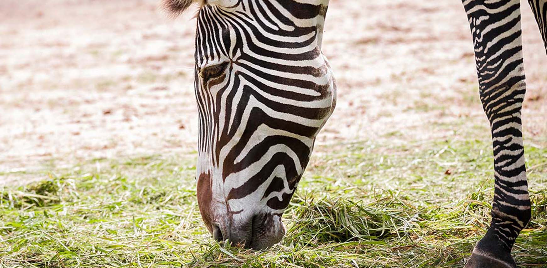 Belang van regen in Kenia onderstreept