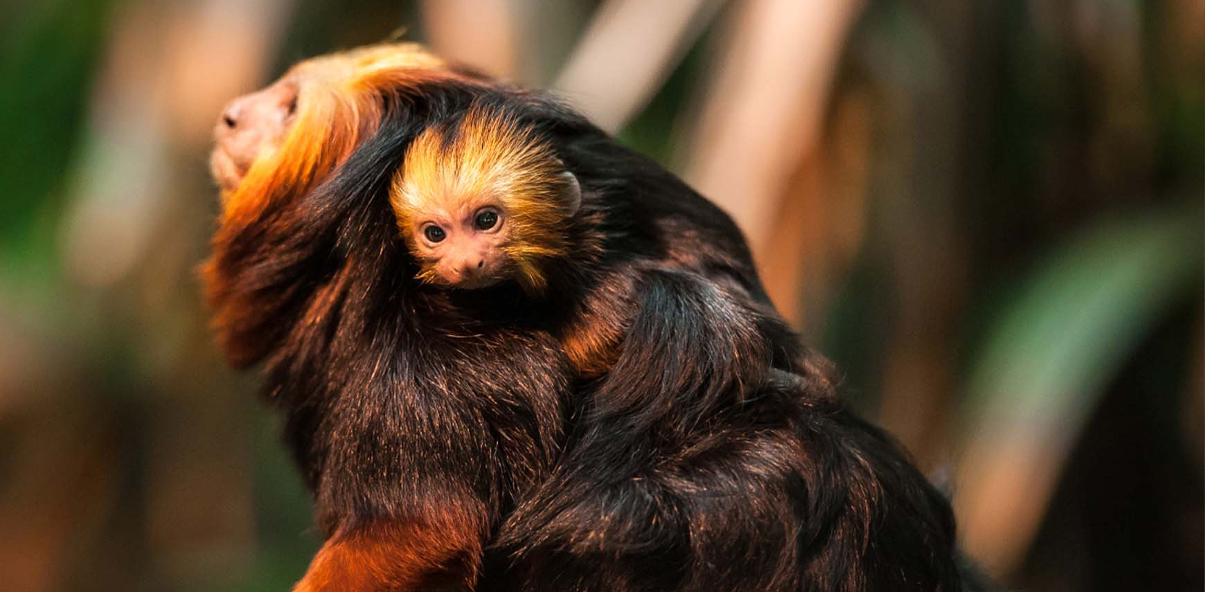 Waarom leven vrouwelijke zoogdieren langer dan mannen?