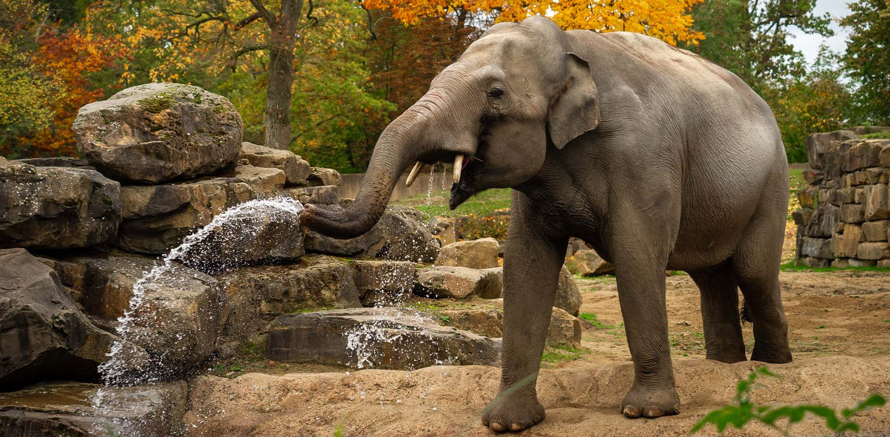 How to Re-home an Elephant? 