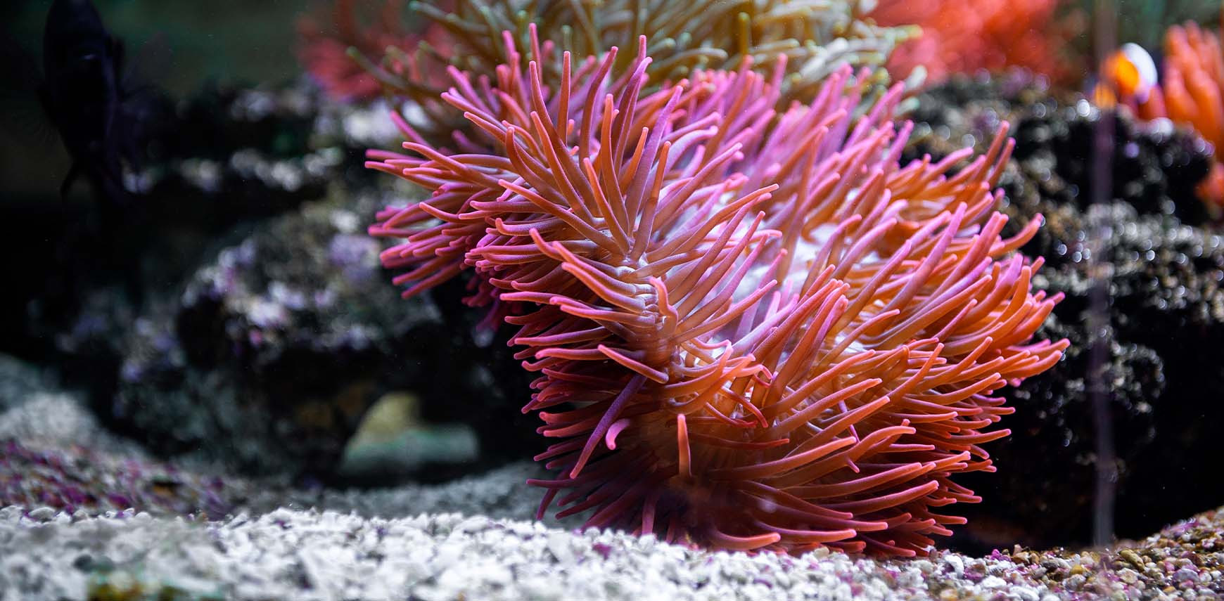 World Ocean Day: als we de zee redden, redden we de wereld