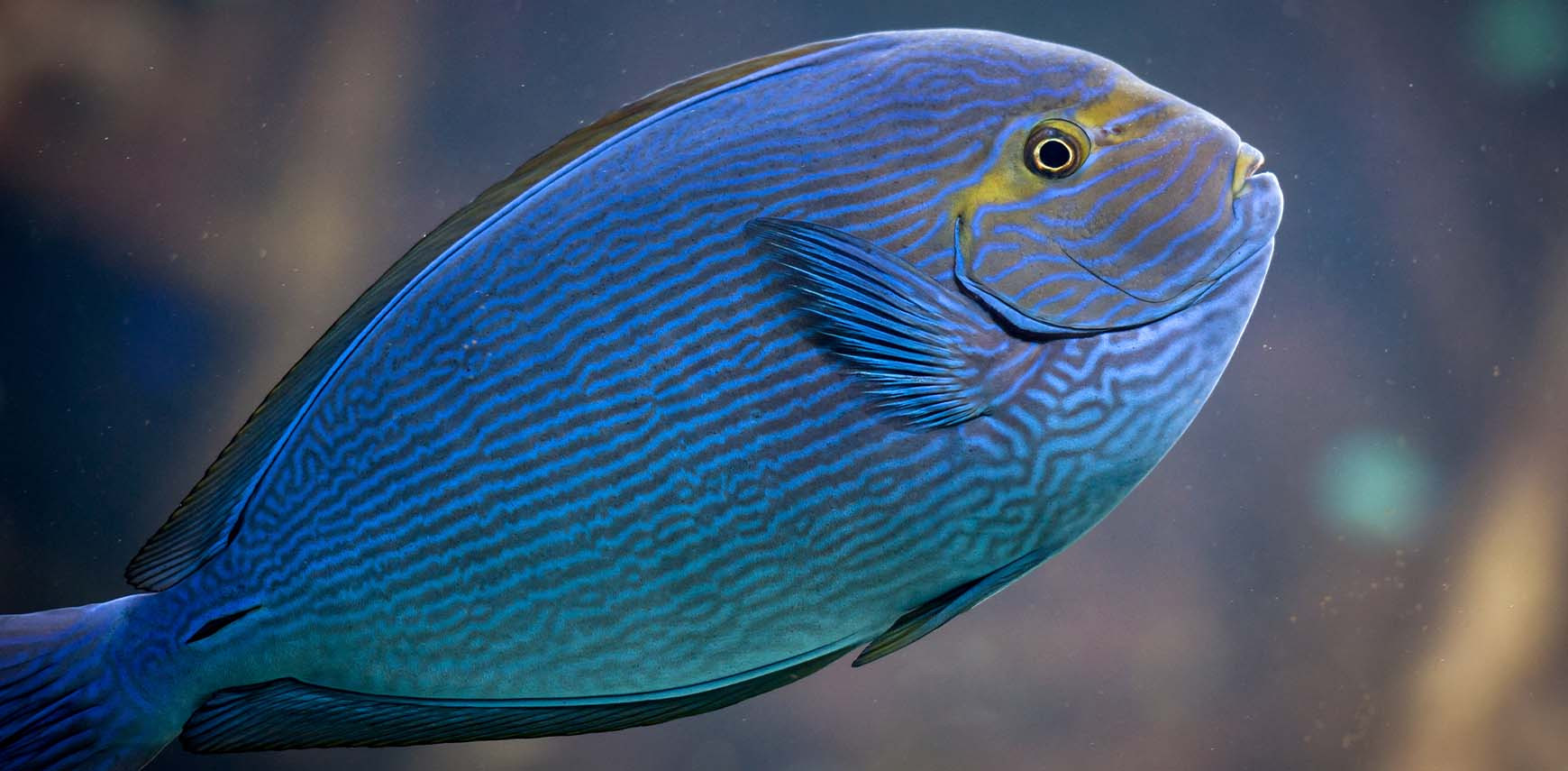 De koeien van het rif grazen in 3D