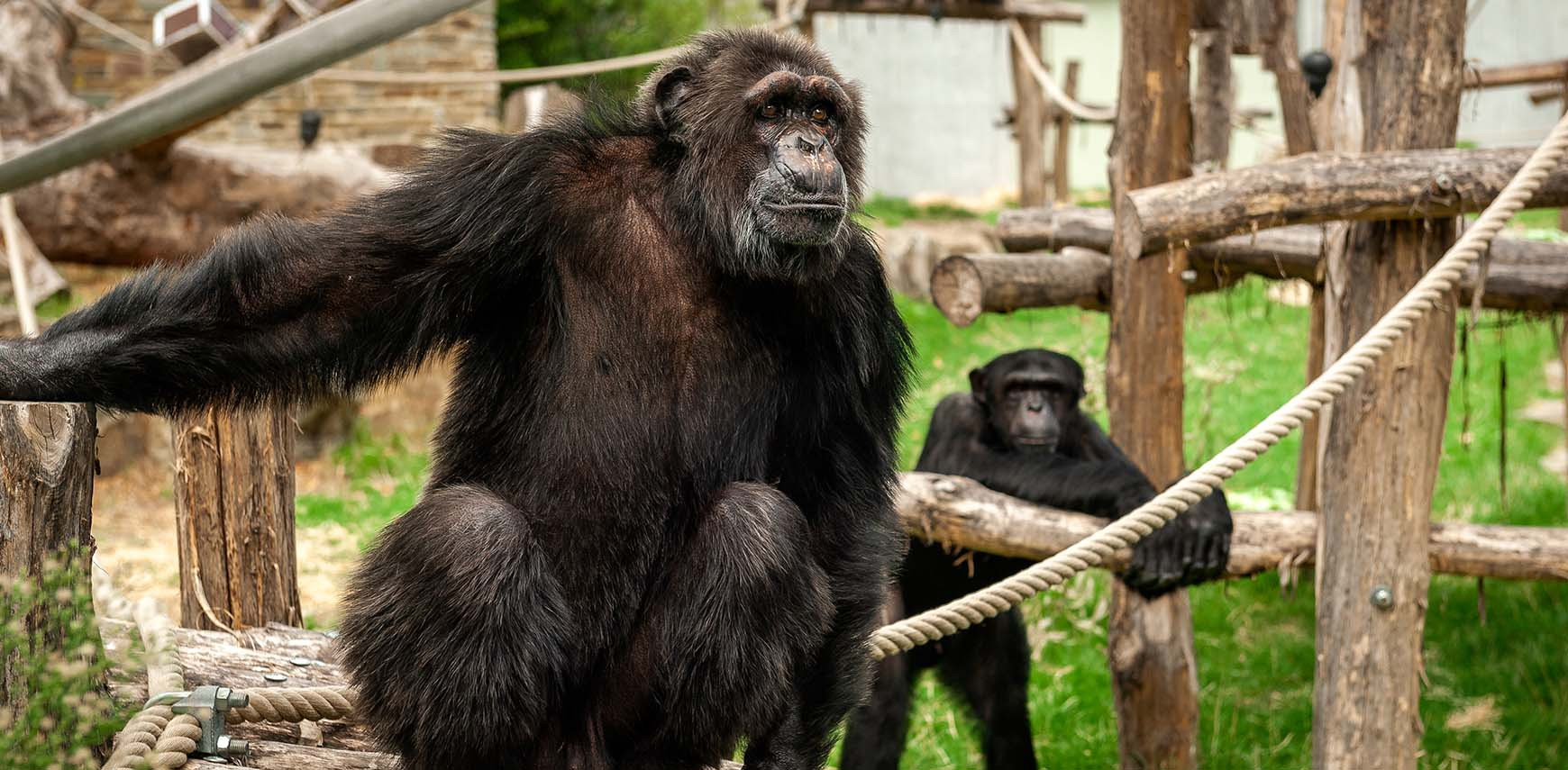 Chimpanzee politics with crucial coalitions