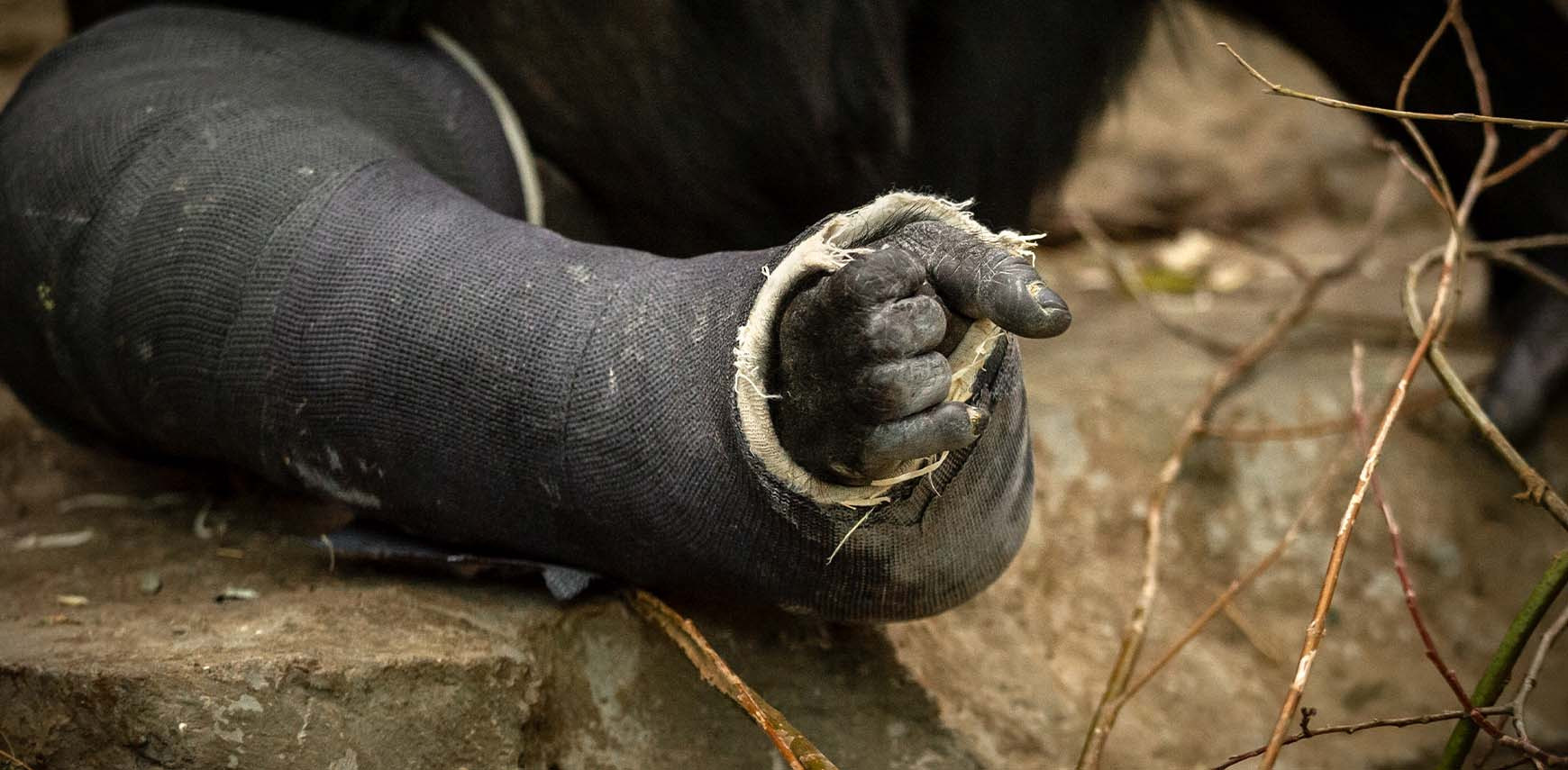 De kunst van een gorilla gipsen 