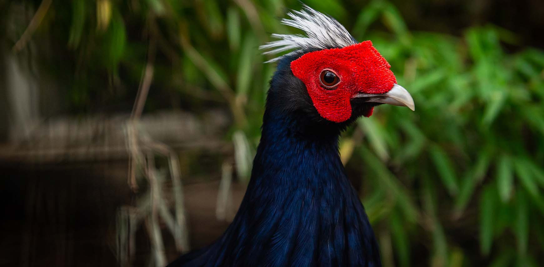 The extinct Vietnamese pheasant will fly home again