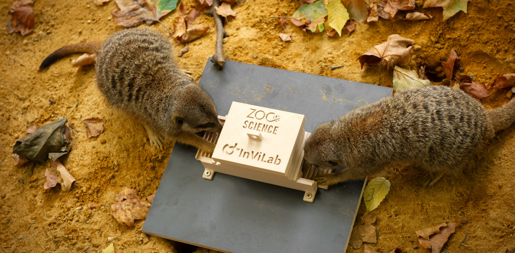 Teamwork or egoism? Antwerp ZOO investigates collaborating meerkats