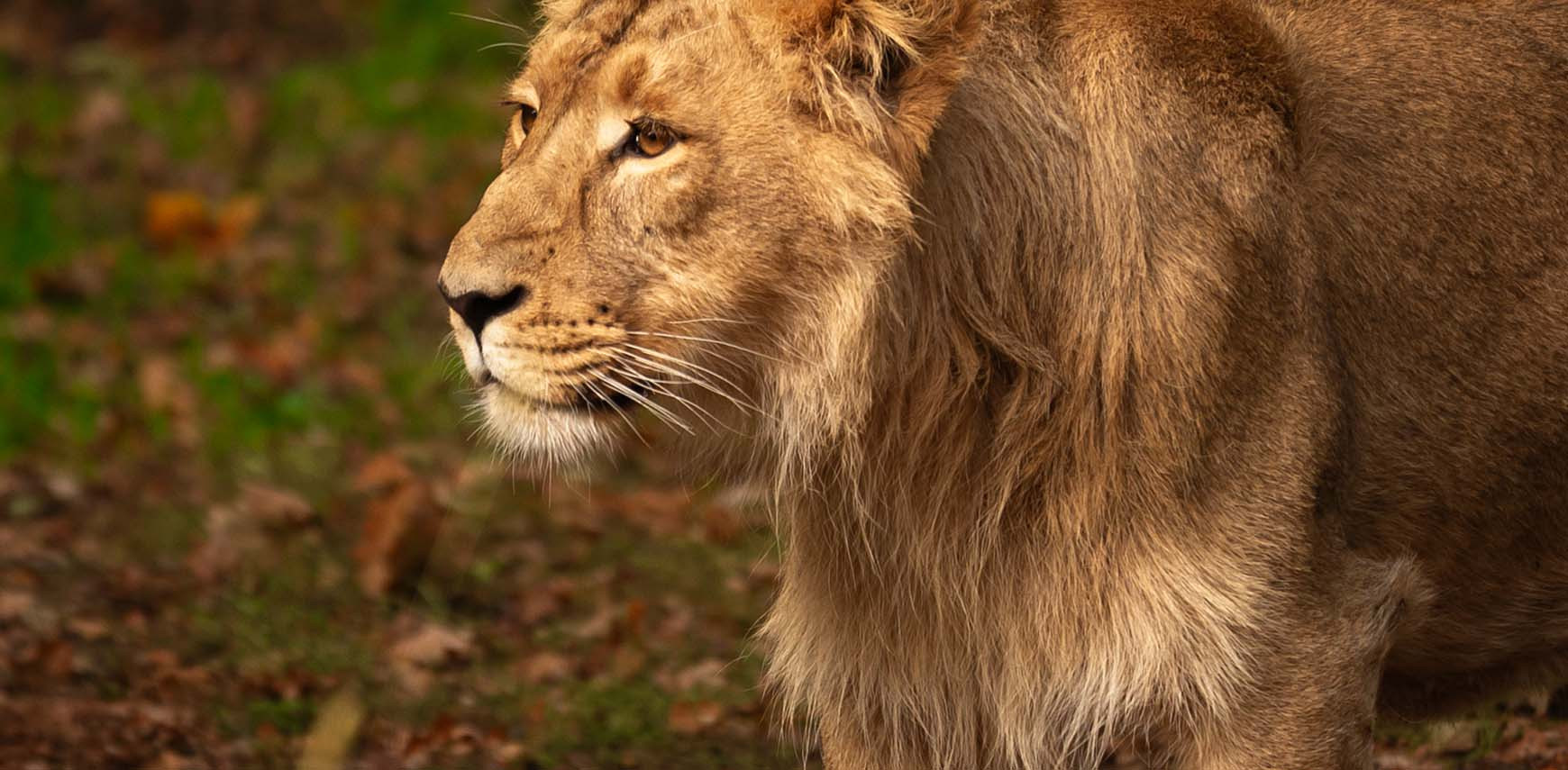 A Look Inside the Head of an Asiatic Lion: Yarzar Under the Scanner