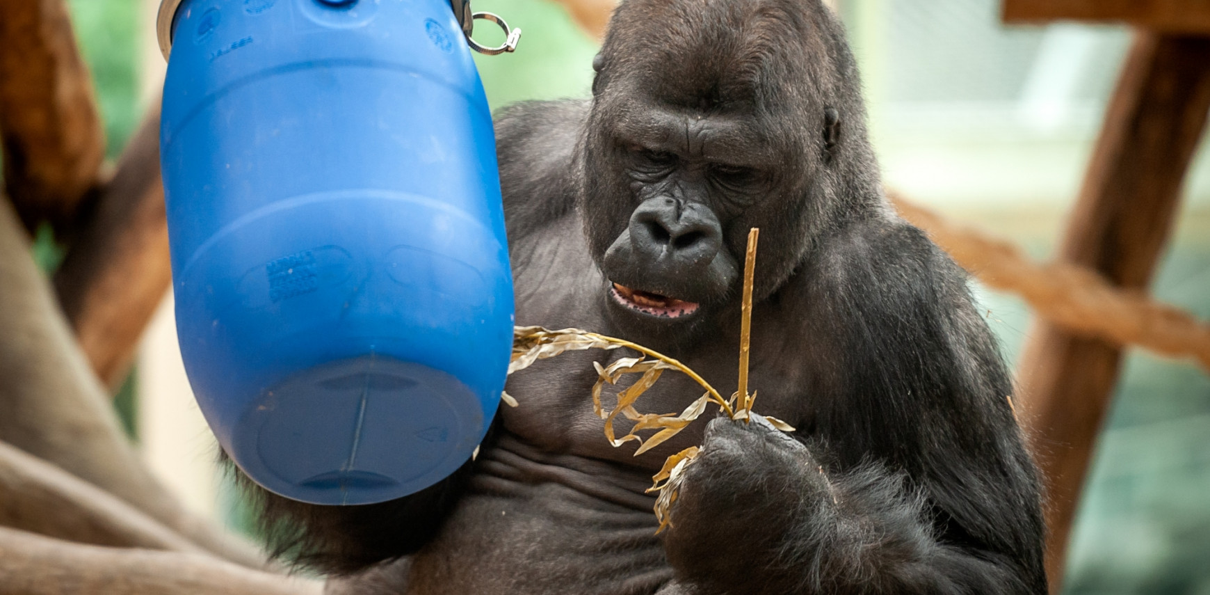 Green leaves for gorillas