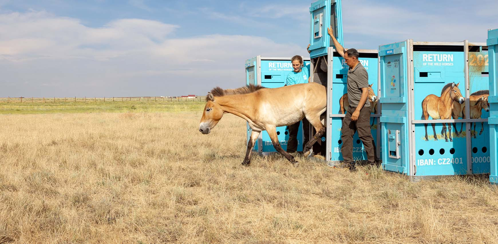 Support for mythic Przewalski’s horses endangered by floods in Kazakhstan