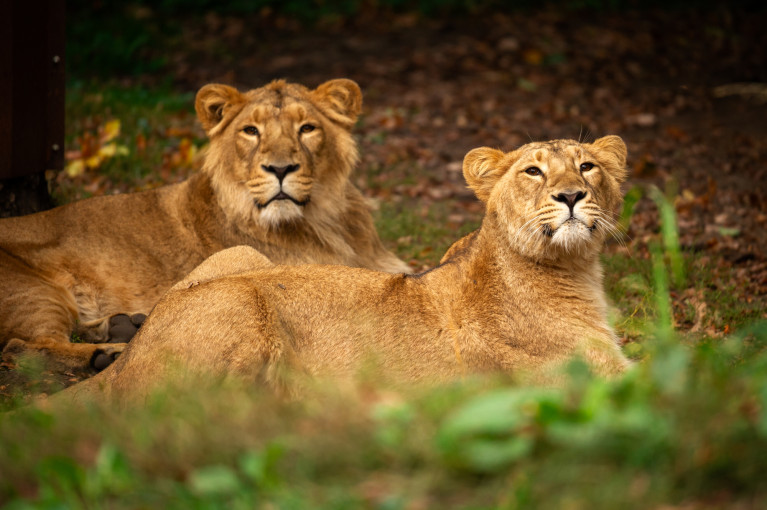 Yarzar and the new lioness, Laya