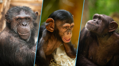 Links: Tambuzi - Midden: Zabari - Rechts: Marit