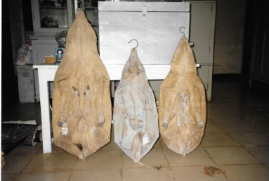 Samples of the hoofed animals of Sulawesi