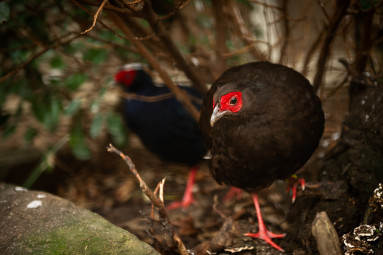 Female Vietnamese phaesant