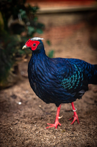 Male Vietnamese phaesant